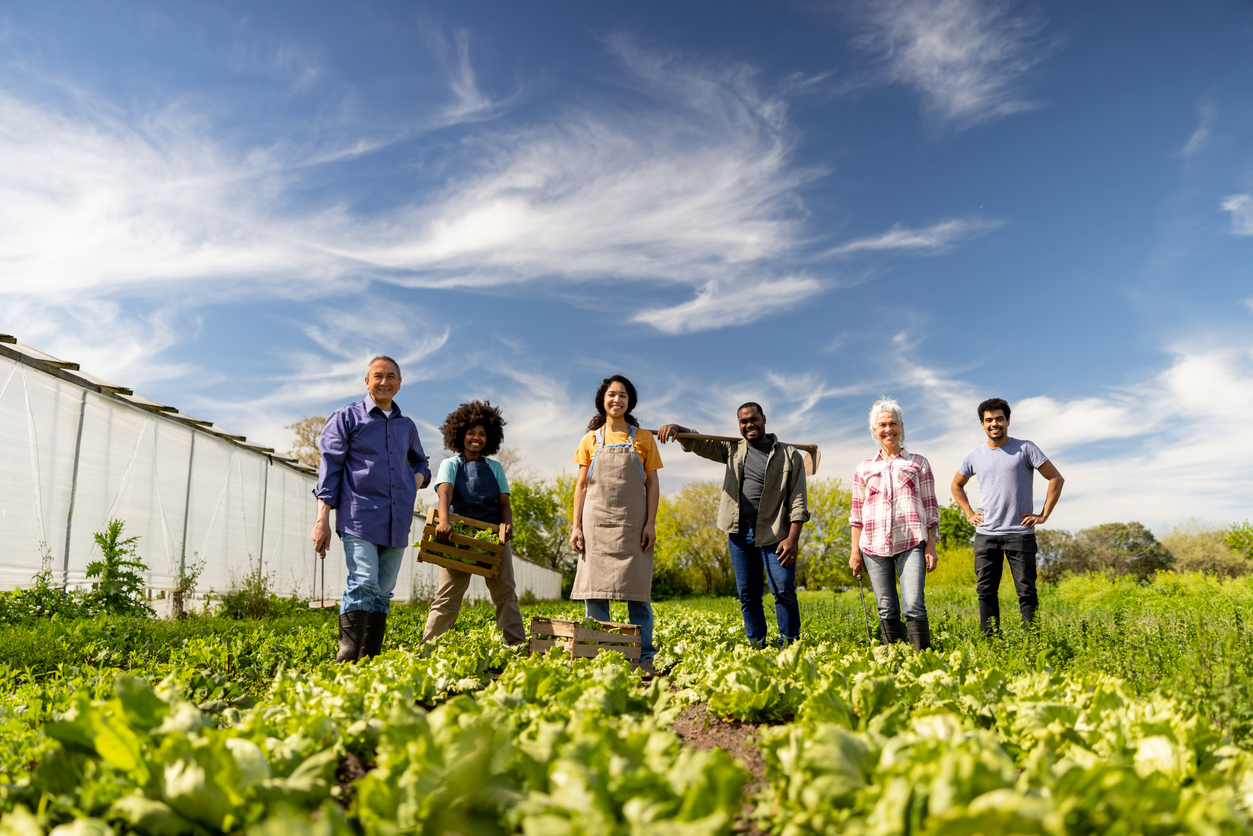 Happy group of farm workers harvesting organic vegetables at a plantation