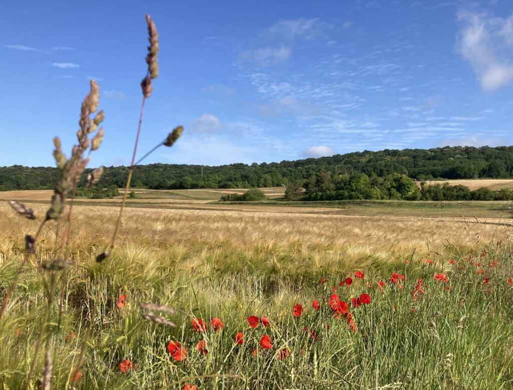 Villecerf coquelicots